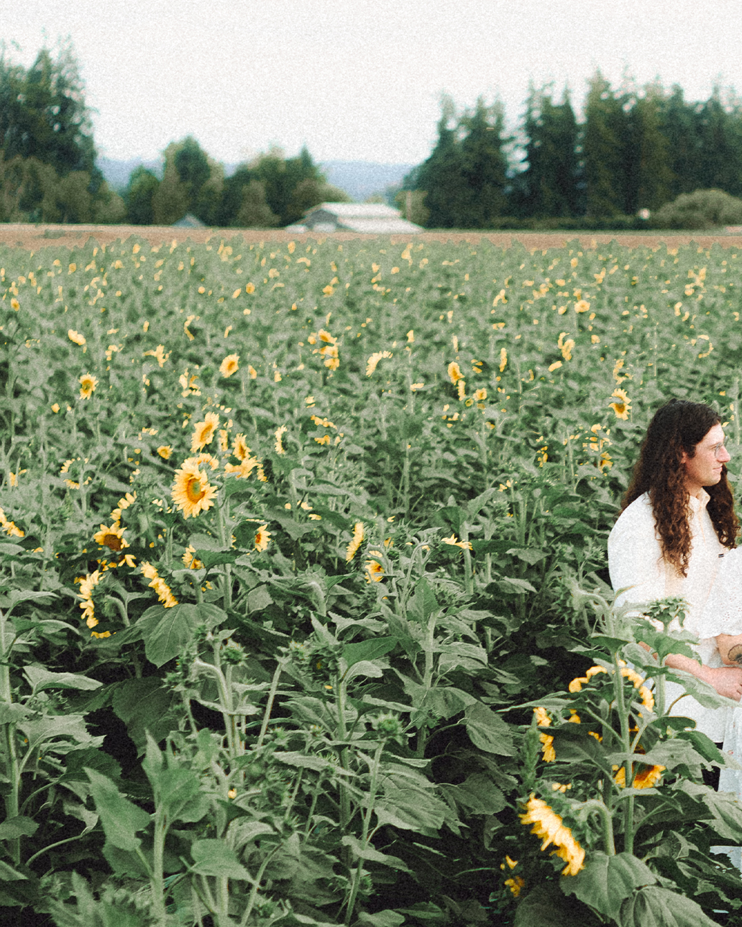 Lovestory Pregnancy Announcement Among the Sunflowers of the Wooden Shoe Tulip Farm — photograph 24 of 39